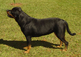 Família Mendara